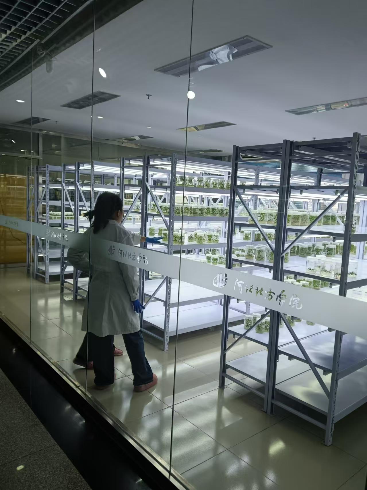 和平植物组培室设计的基本布局有哪些?